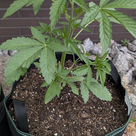 Purple Punch Automatic growlog timeline photo