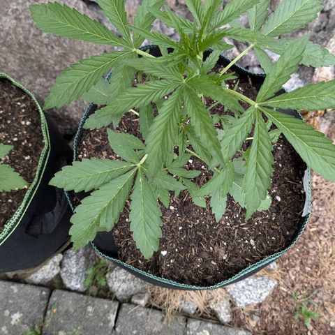 Purple Punch Automatic growlog timeline photo