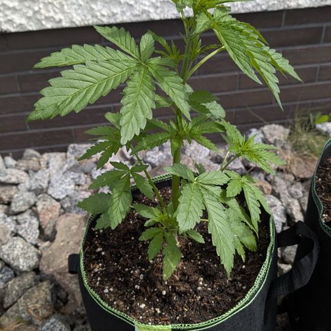 Apple Fritter Automatic growlog timeline photo
