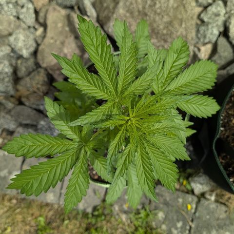 Apple Fritter Automatic growlog timeline photo