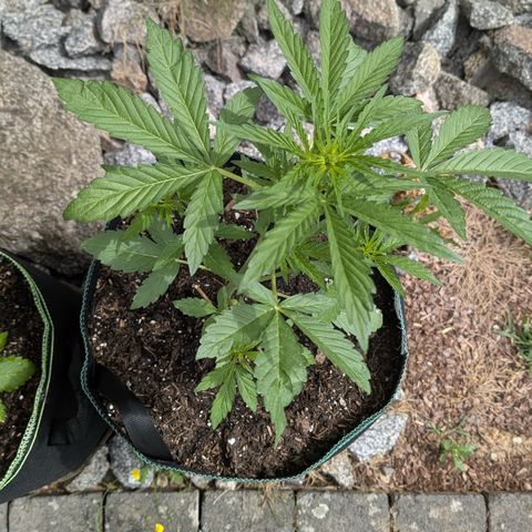 Purple Punch Automatic growlog timeline photo