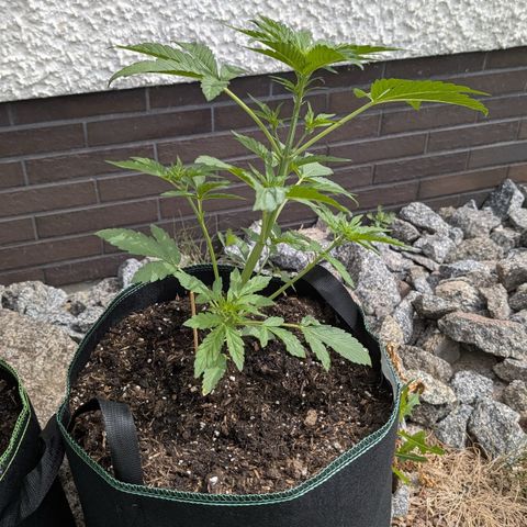 Purple Punch Automatic growlog timeline photo