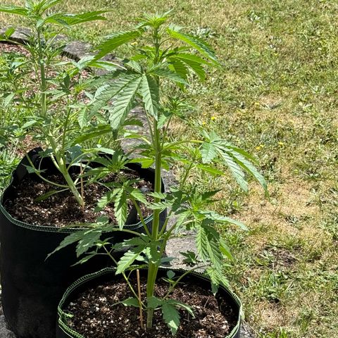 Apple Fritter Automatic growlog timeline photo
