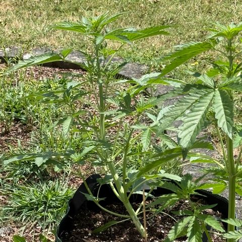 Purple Punch Automatic growlog timeline photo