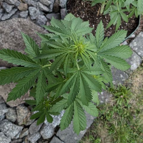 Apple Fritter Automatic growlog timeline photo