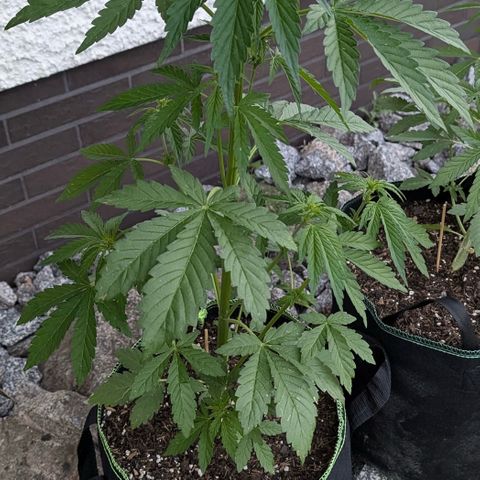 Apple Fritter Automatic growlog timeline photo