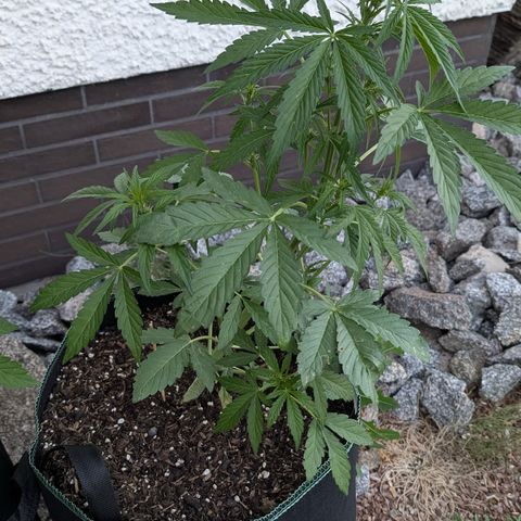 Purple Punch Automatic growlog timeline photo