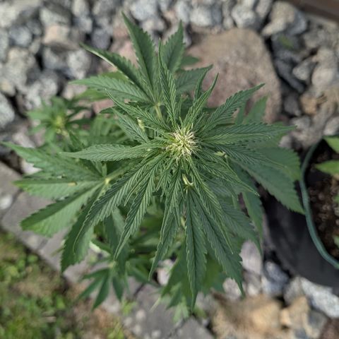 Apple Fritter Automatic growlog timeline photo