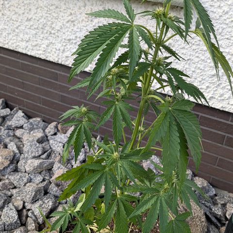 Apple Fritter Automatic growlog timeline photo