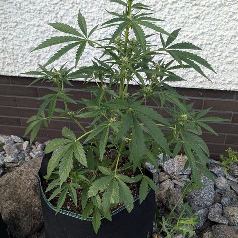 Purple Punch Automatic growlog timeline photo