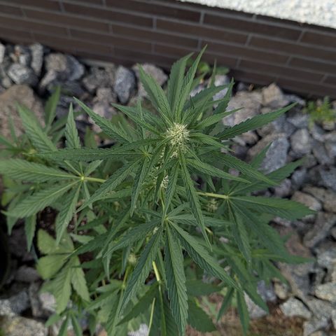 Purple Punch Automatic growlog timeline photo