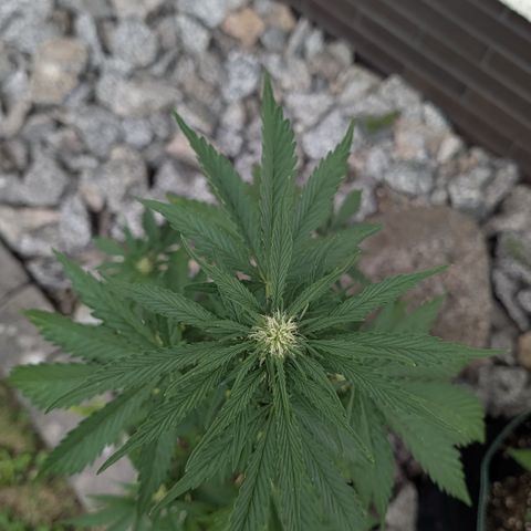 Apple Fritter Automatic growlog timeline photo