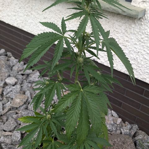 Apple Fritter Automatic growlog timeline photo