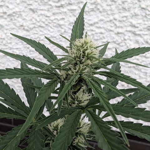 Apple Fritter Automatic growlog timeline photo