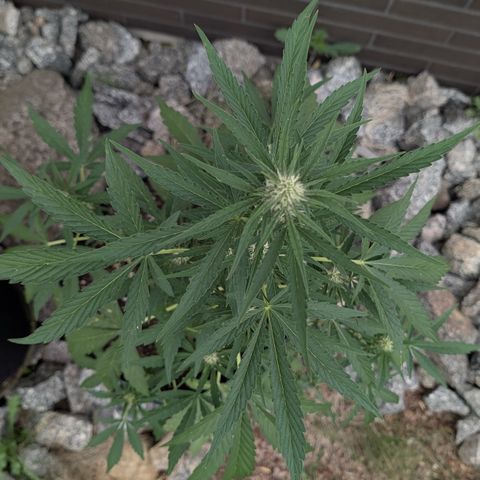 Purple Punch Automatic growlog timeline photo