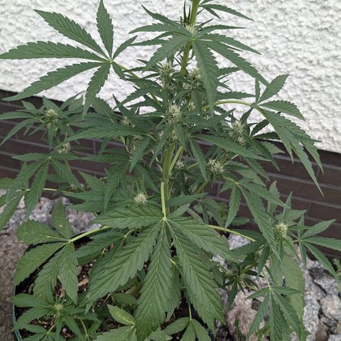 Purple Punch Automatic growlog timeline photo