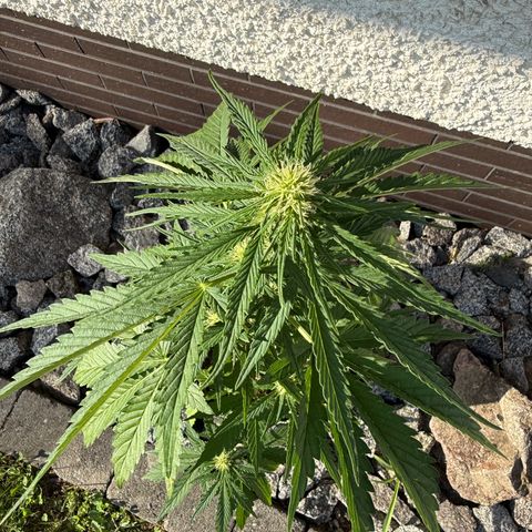 Apple Fritter Automatic growlog timeline photo