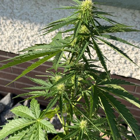 Apple Fritter Automatic growlog timeline photo