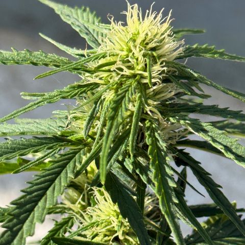 Apple Fritter Automatic growlog timeline photo