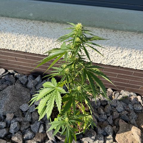 Apple Fritter Automatic growlog timeline photo