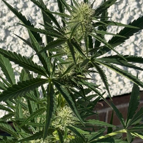 Purple Punch Automatic growlog timeline photo