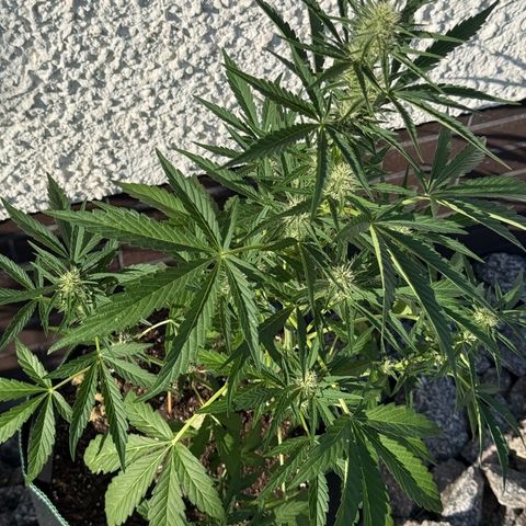 Purple Punch Automatic growlog timeline photo