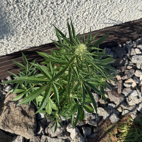 Purple Punch Automatic growlog timeline photo