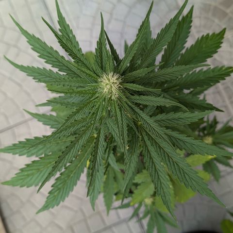 Apple Fritter Automatic growlog timeline photo