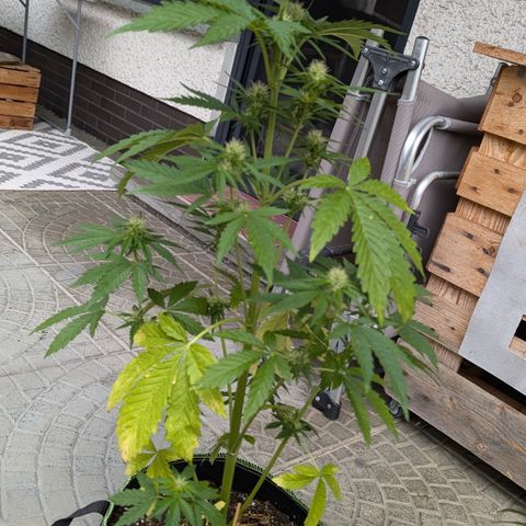 Apple Fritter Automatic growlog timeline photo