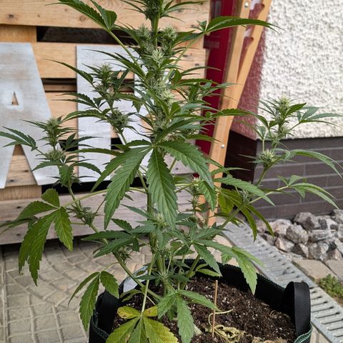 Purple Punch Automatic growlog timeline photo