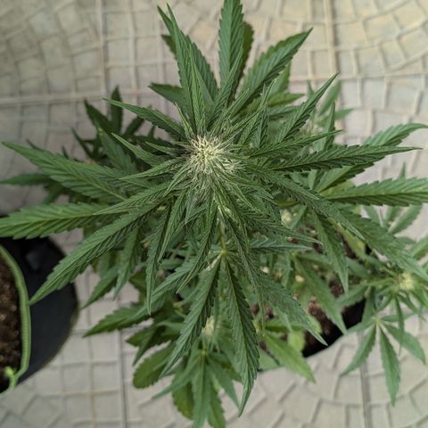 Purple Punch Automatic growlog timeline photo
