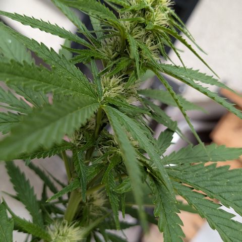 Purple Punch Automatic growlog timeline photo