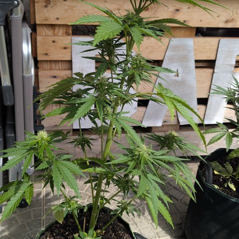 Apple Fritter Automatic growlog timeline photo