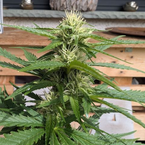 Apple Fritter Automatic growlog timeline photo