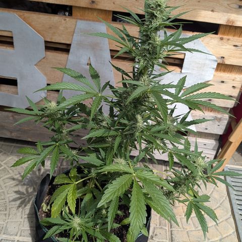 Purple Punch Automatic growlog timeline photo