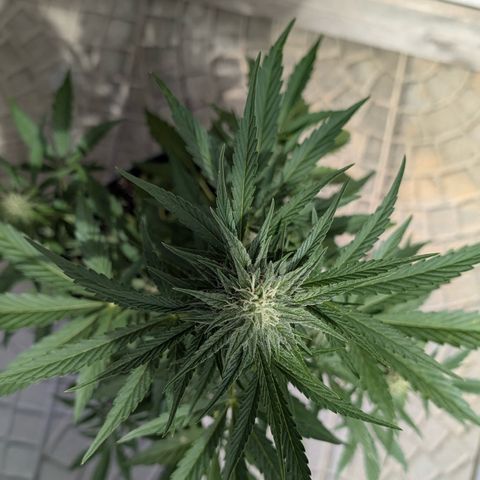 Purple Punch Automatic growlog timeline photo