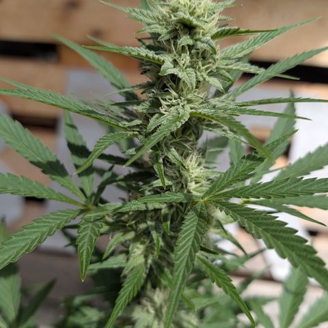 Purple Punch Automatic growlog timeline photo