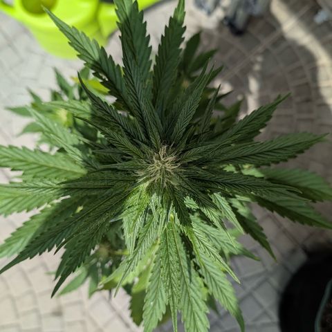 Apple Fritter Automatic growlog timeline photo