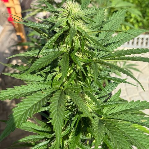 Apple Fritter Automatic growlog timeline photo