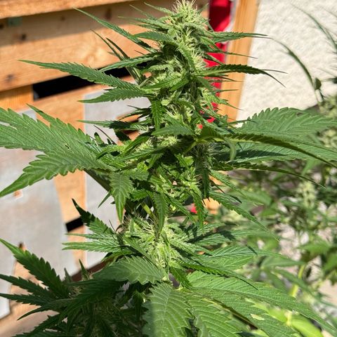 Apple Fritter Automatic growlog timeline photo