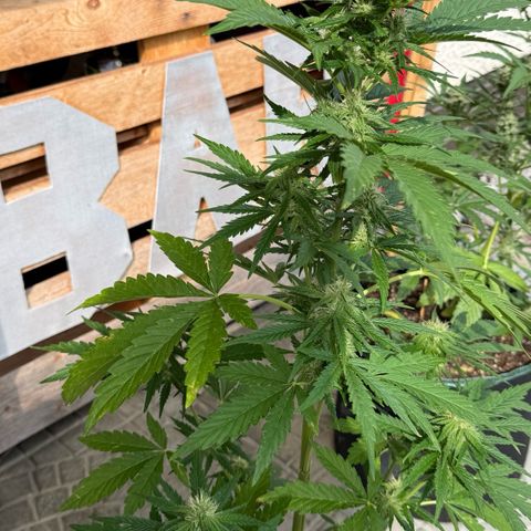 Apple Fritter Automatic growlog timeline photo