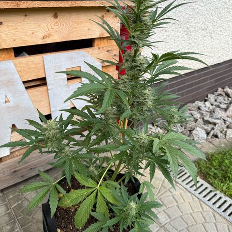 Purple Punch Automatic growlog timeline photo