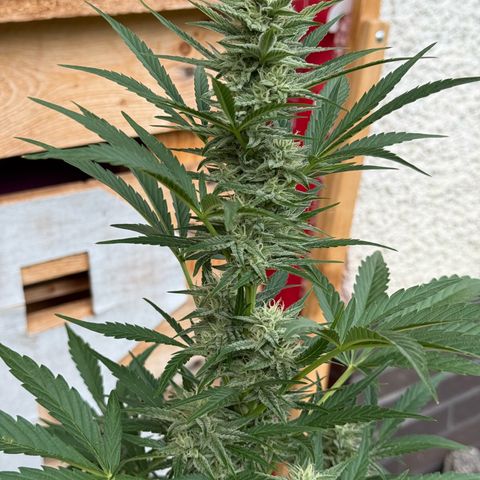 Purple Punch Automatic growlog timeline photo
