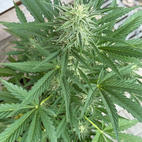 Purple Punch Automatic growlog timeline photo