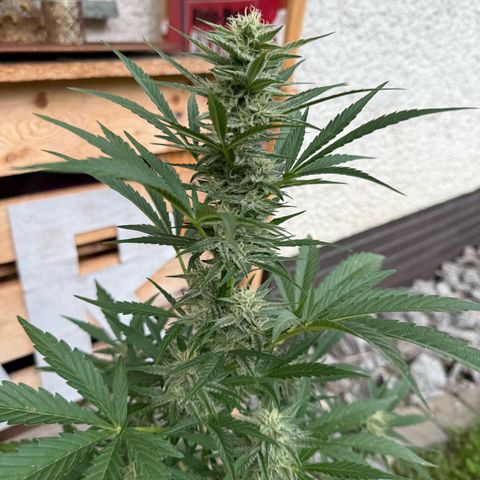 Purple Punch Automatic growlog timeline photo