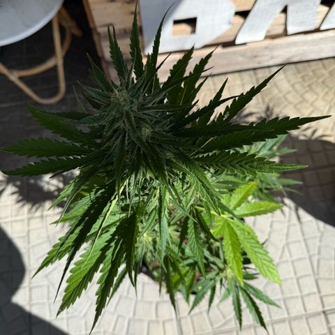 Apple Fritter Automatic growlog timeline photo