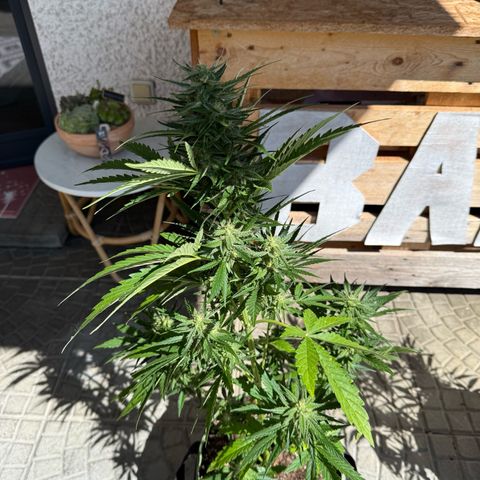 Apple Fritter Automatic growlog timeline photo