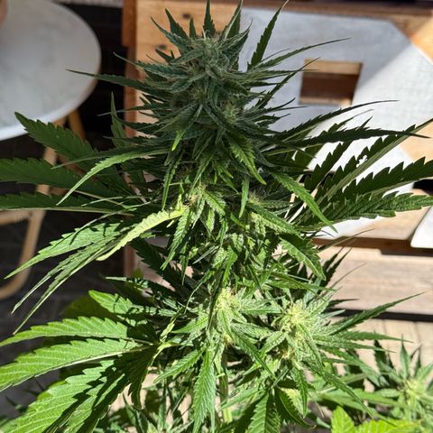 Apple Fritter Automatic growlog timeline photo