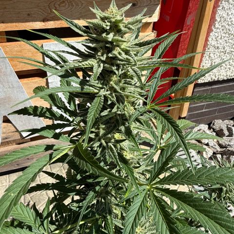 Purple Punch Automatic growlog timeline photo