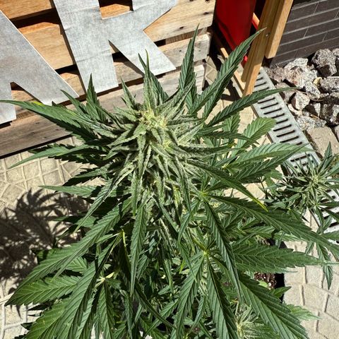 Purple Punch Automatic growlog timeline photo